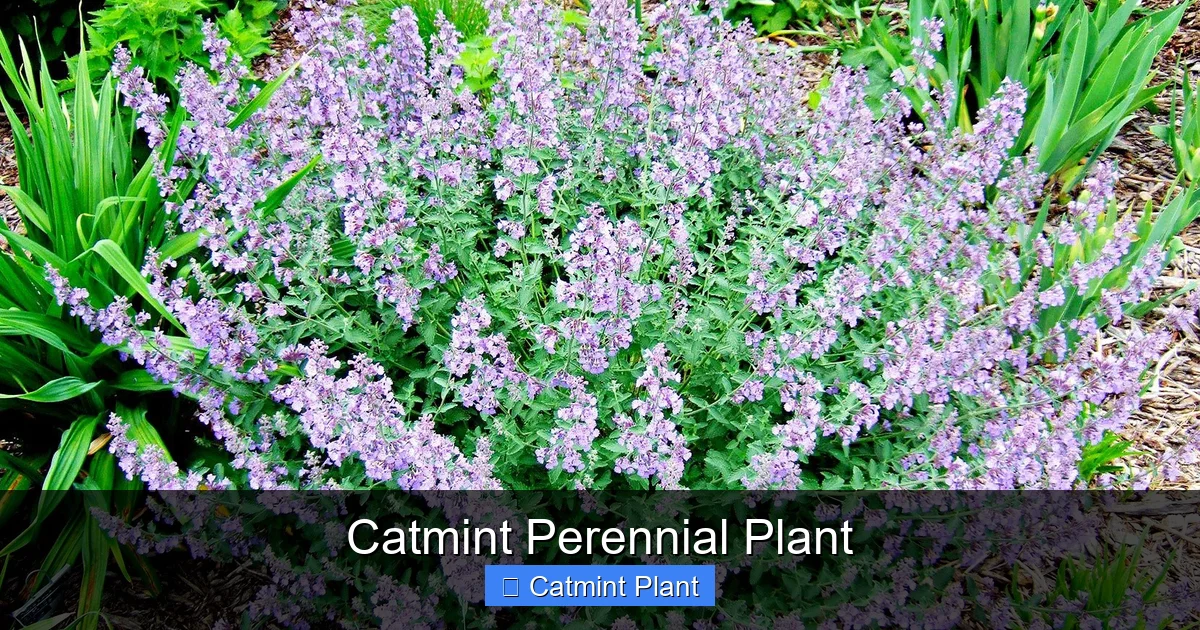 Catmint Perennial Plant