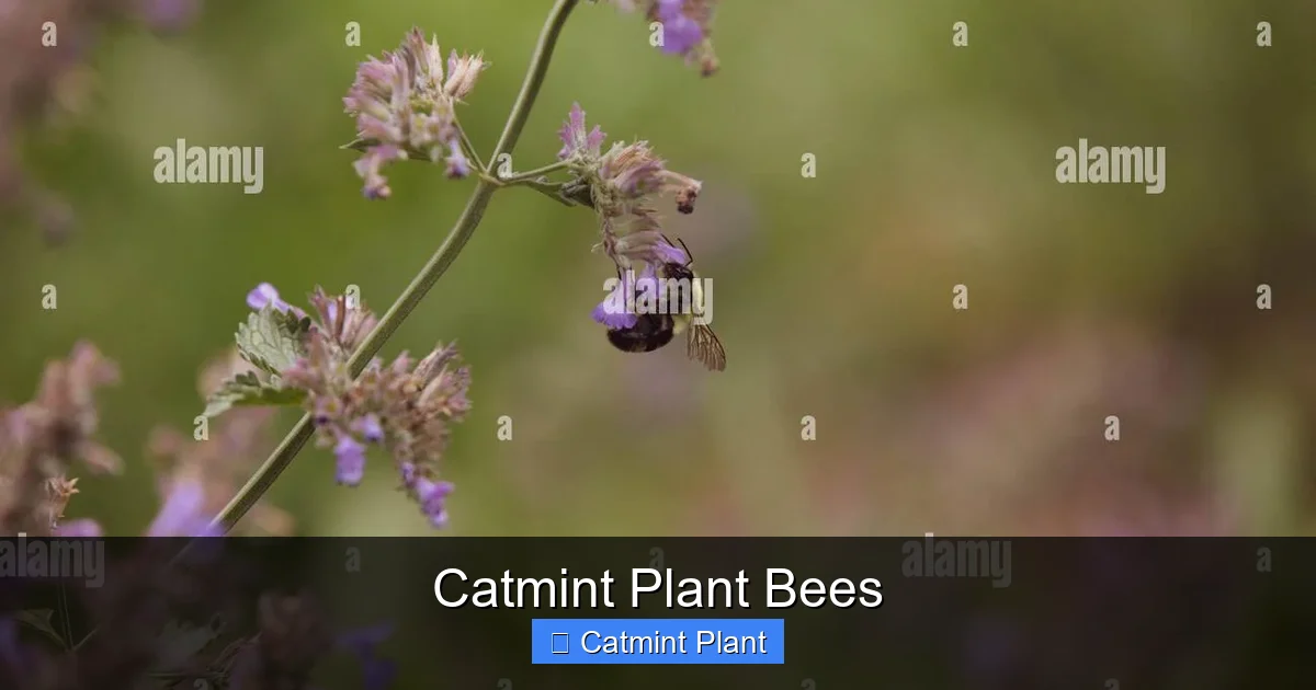 Catmint Plant Bees