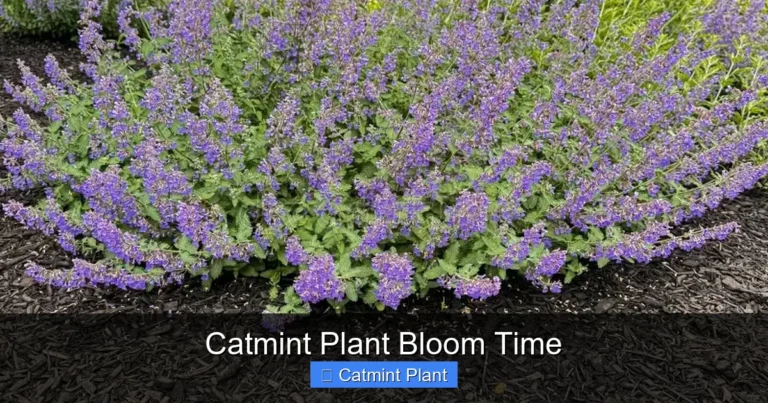 Catmint Plant Bloom Time