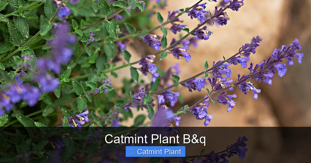 Catmint Plant B&q