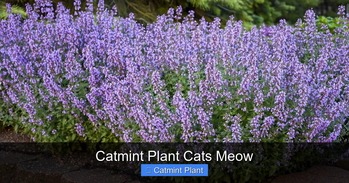Catmint Plant Cats Meow