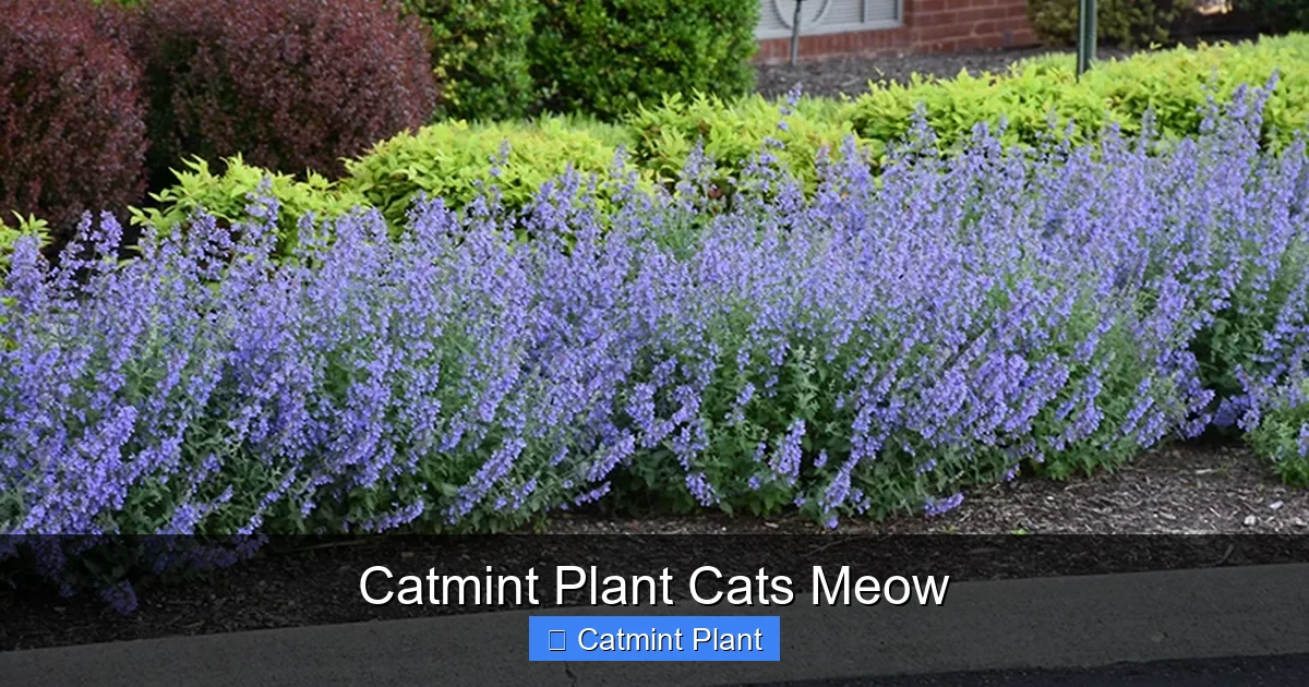 Catmint Plant Cats Meow