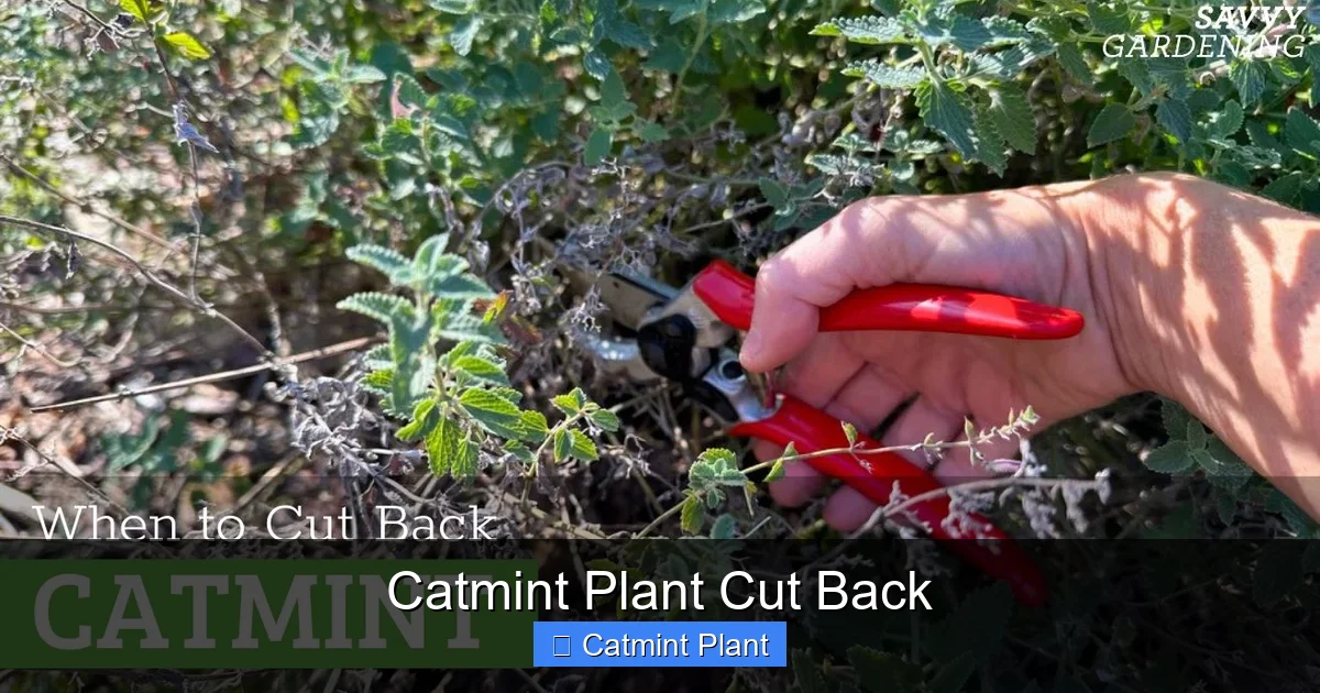 Catmint Plant Cut Back