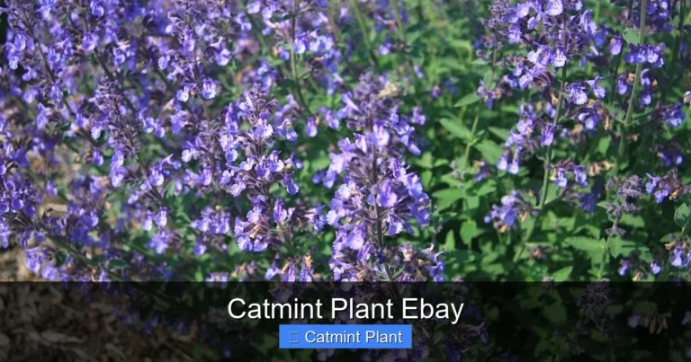 Catmint Plant Ebay