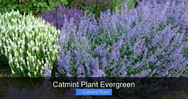 Catmint Plant Evergreen