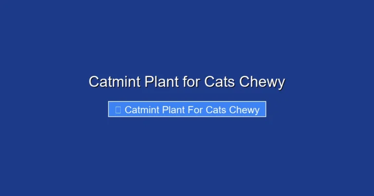 Catmint Plant for Cats Chewy