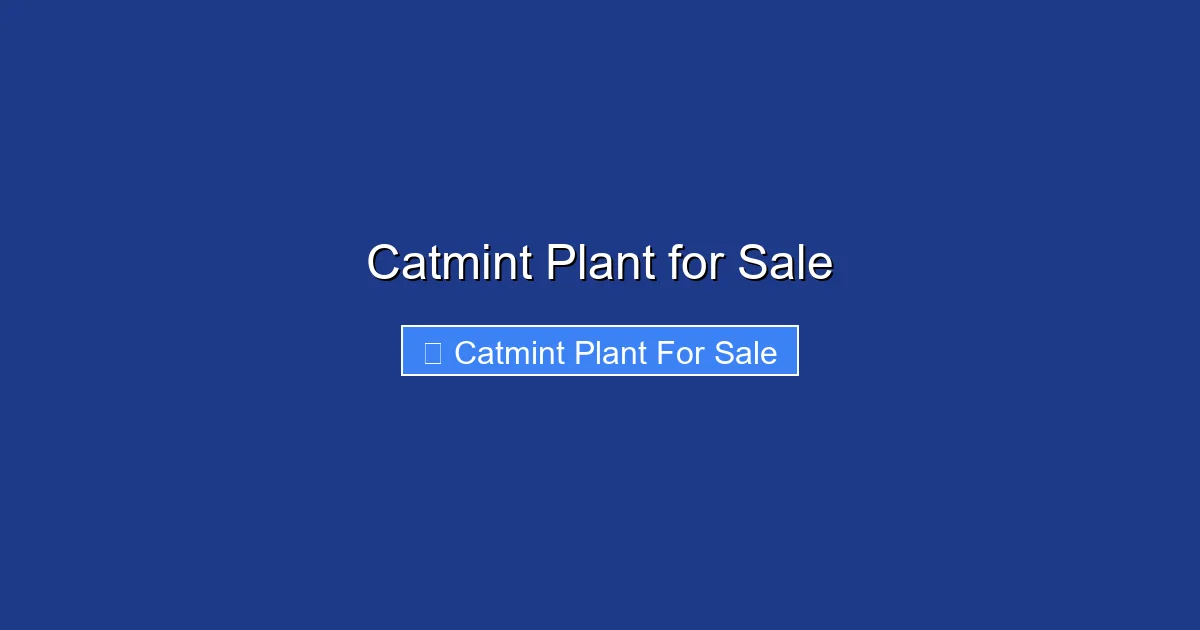 Catmint Plant for Sale