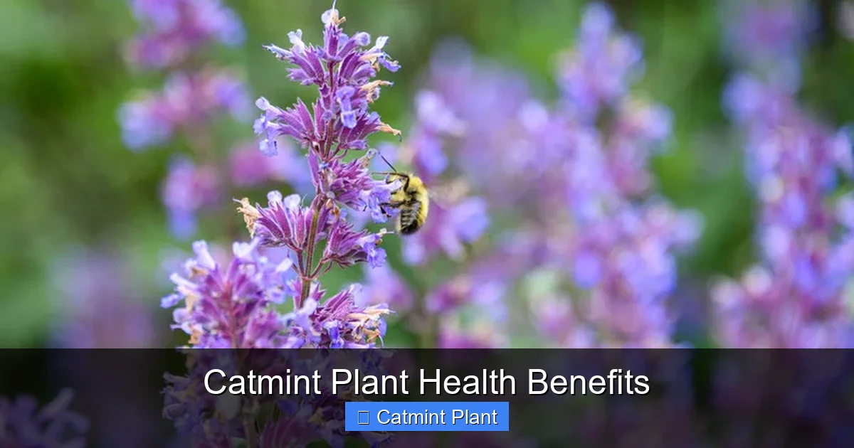 Catmint Plant Health Benefits