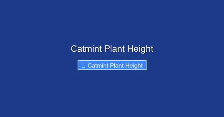 Catmint Plant Height