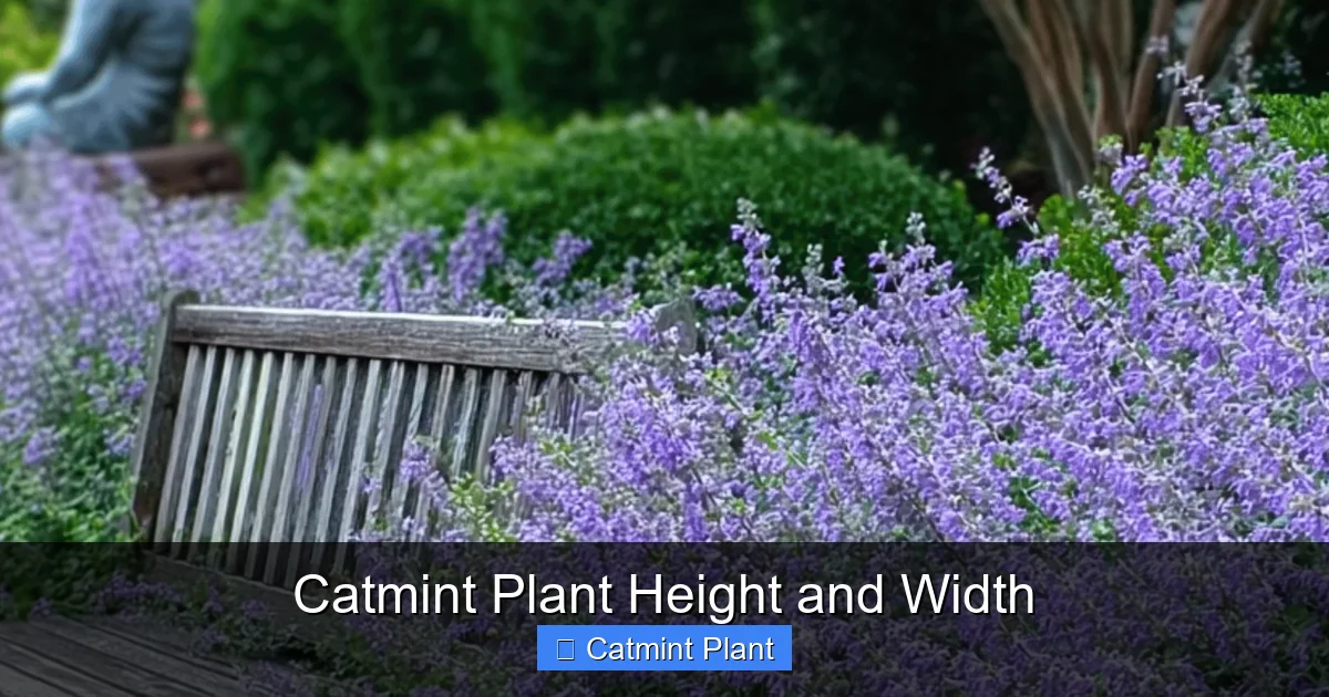 Catmint Plant Height and Width