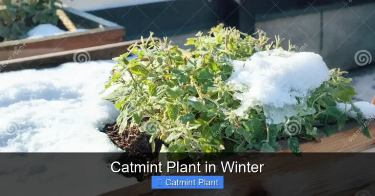 Catmint Plant in Winter