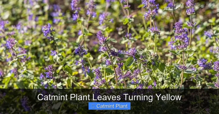 Catmint Plant Leaves Turning Yellow
