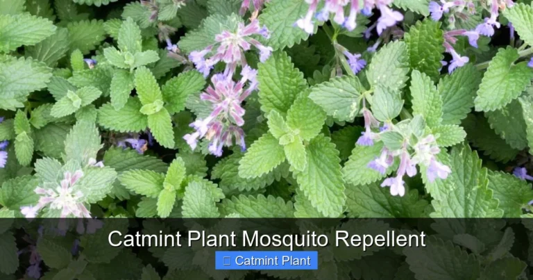 Catmint Plant Mosquito Repellent