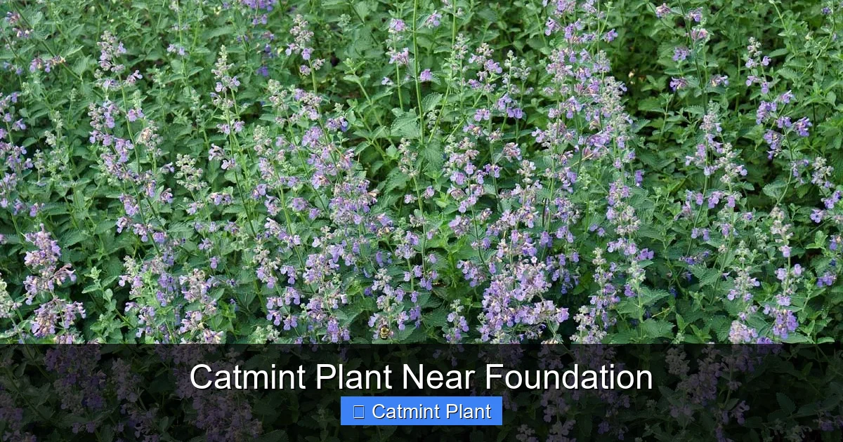 Catmint Plant Near Foundation