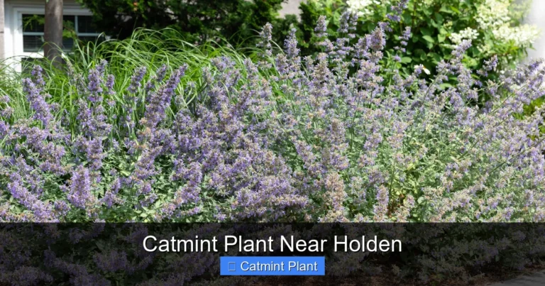 Catmint Plant Near Holden