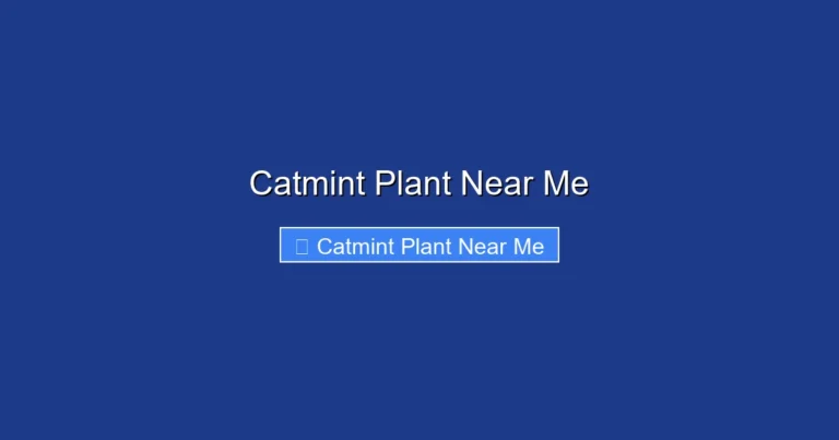 Catmint Plant Near Me