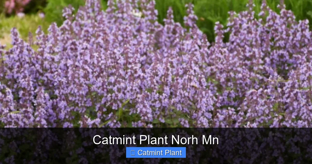 Catmint Plant Norh Mn