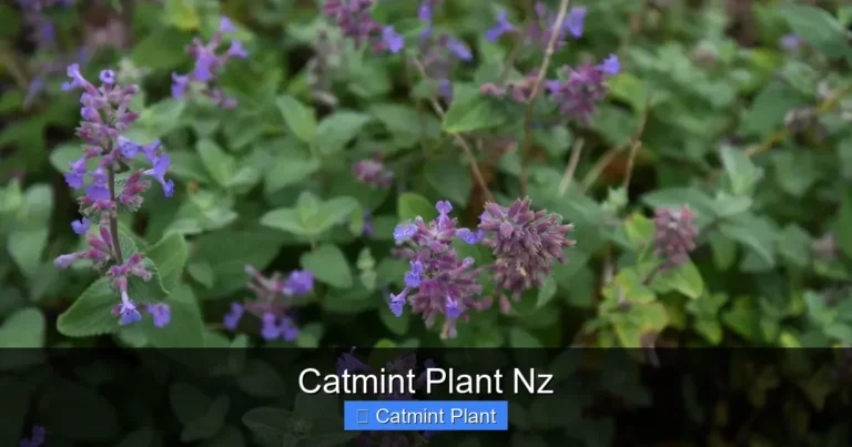 Catmint Plant Nz