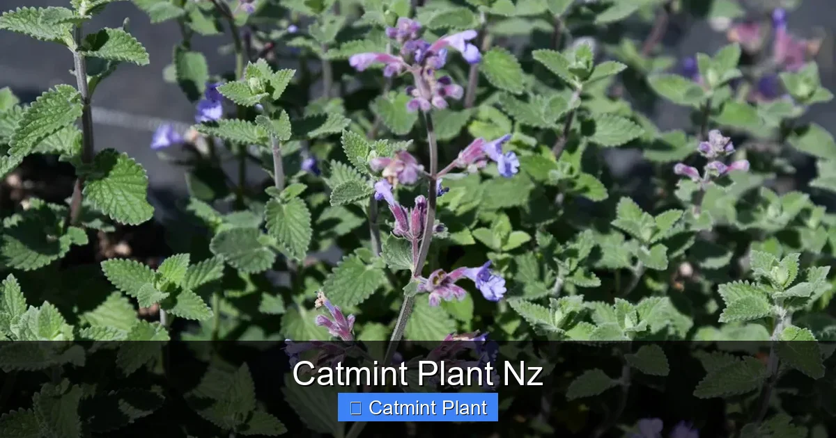 Catmint Plant Nz