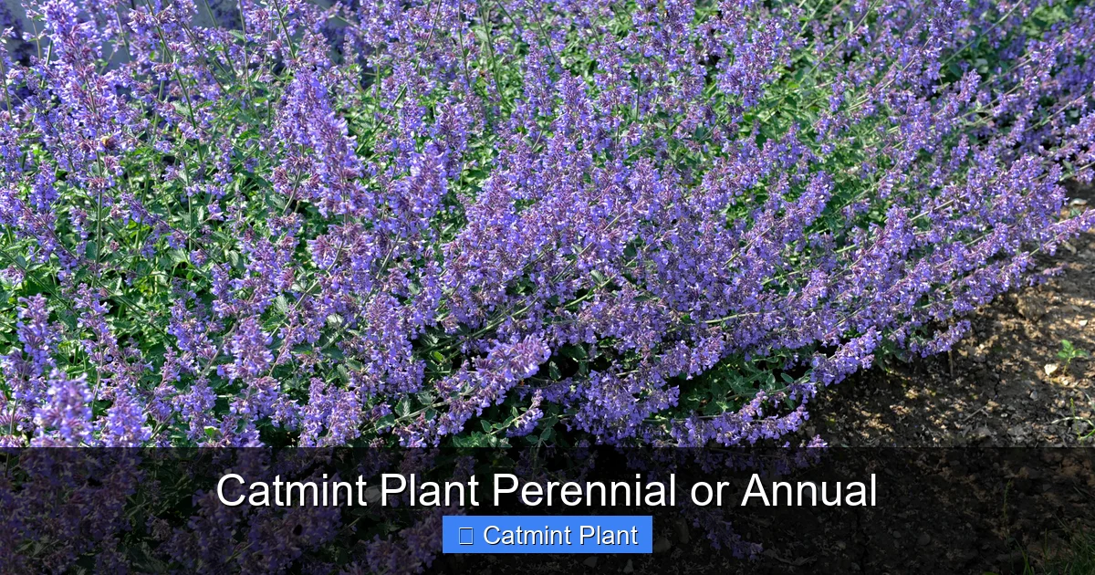 Catmint Plant Perennial or Annual