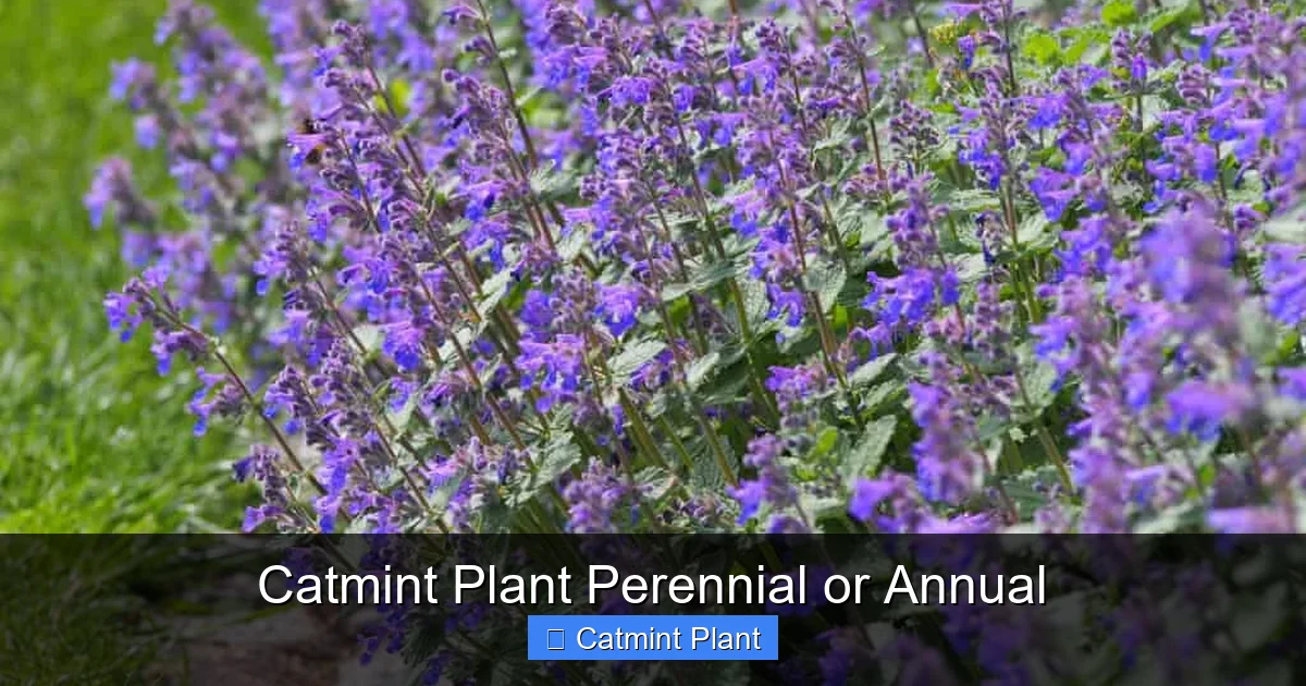 Catmint Plant Perennial or Annual