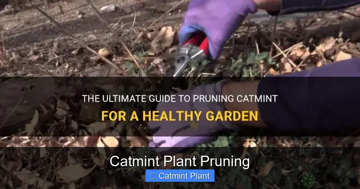 Catmint Plant Pruning