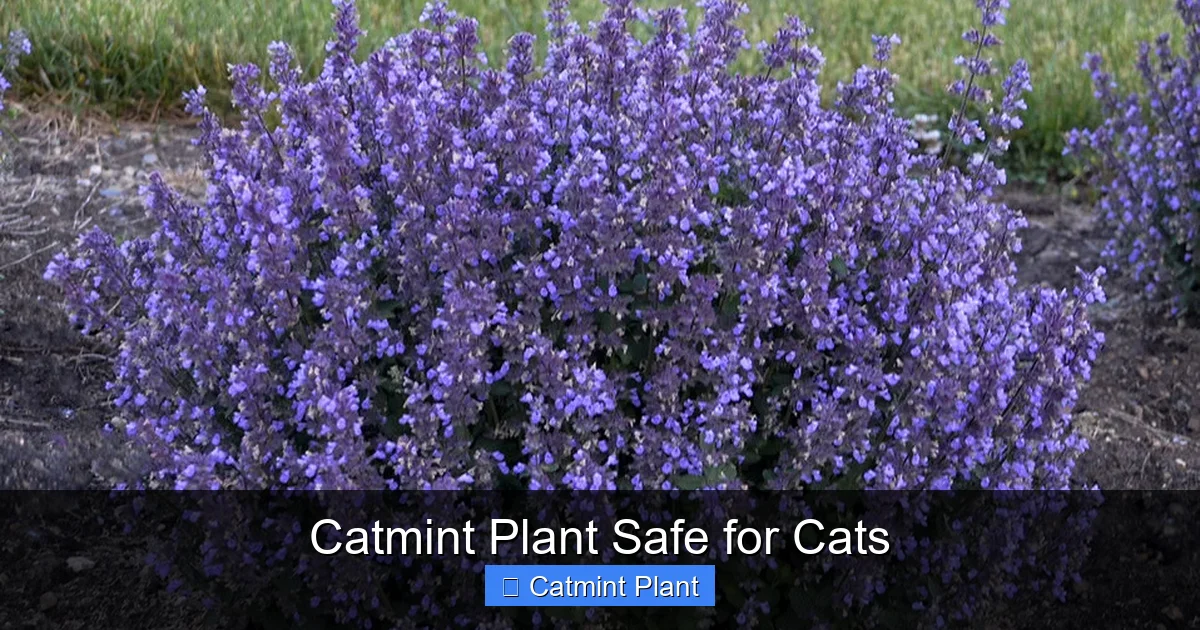 Catmint Plant Safe for Cats
