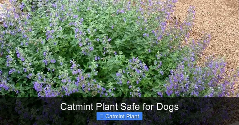 Catmint Plant Safe for Dogs