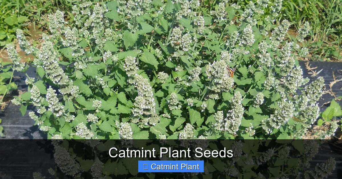 Catmint Plant Seeds