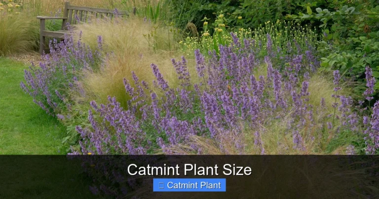 Catmint Plant Size
