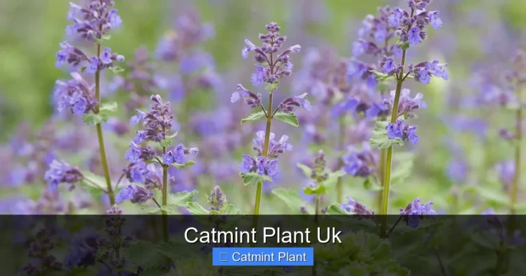 Catmint Plant Uk