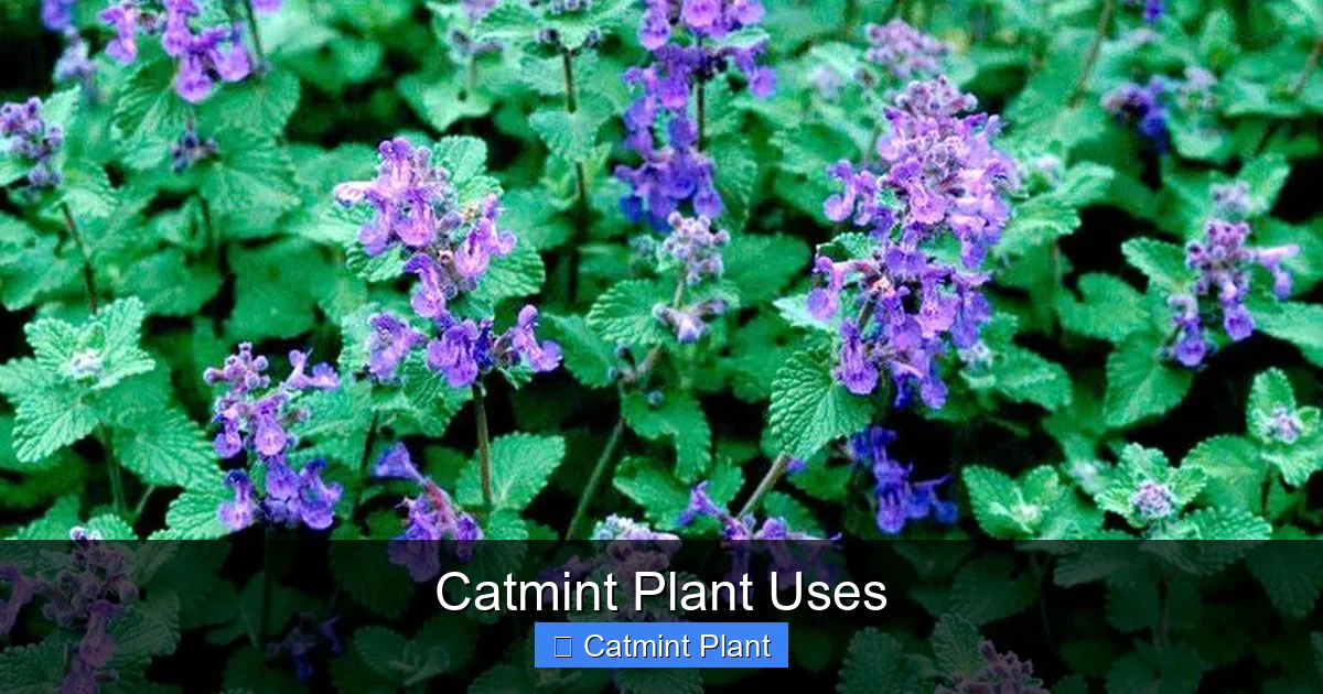 Catmint Plant Uses