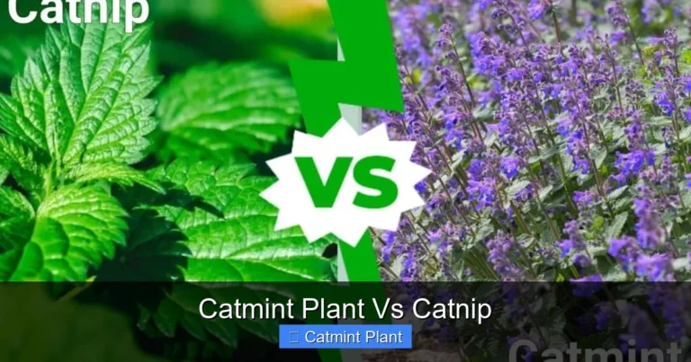Catmint Plant Vs Catnip