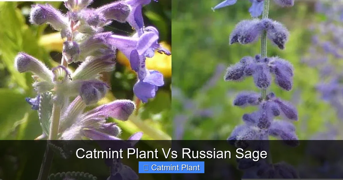 Catmint Plant Vs Russian Sage