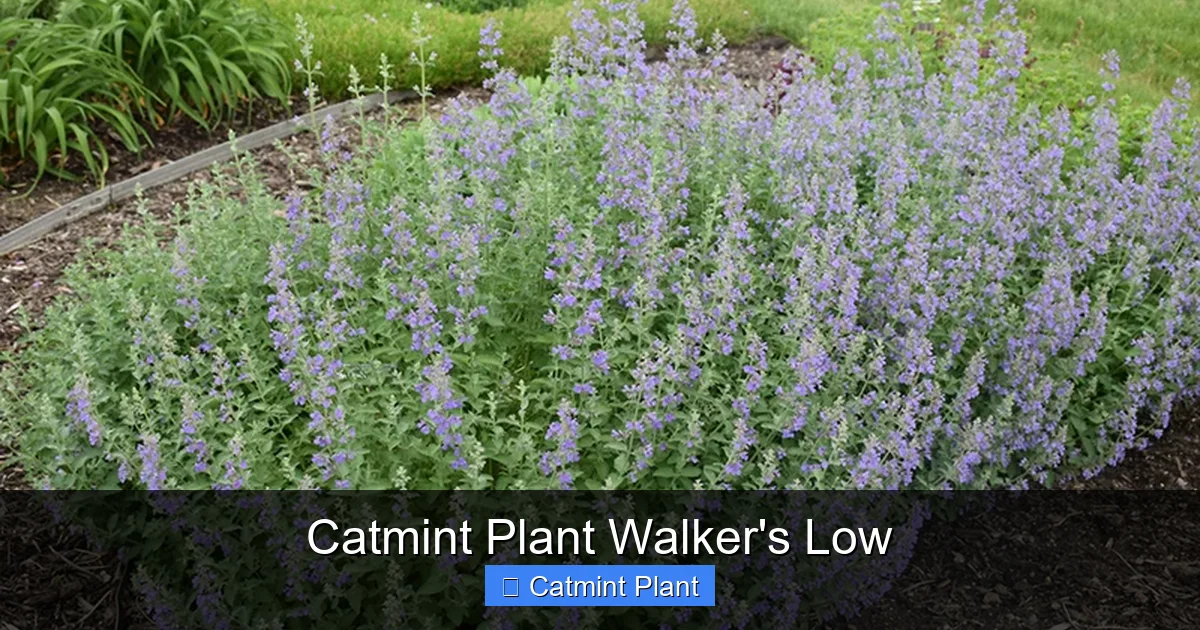 Catmint Plant Walker's Low