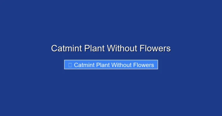 Catmint Plant Without Flowers