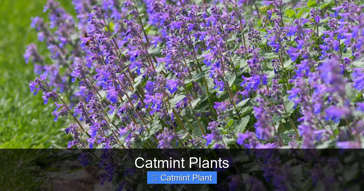 Catmint Plants