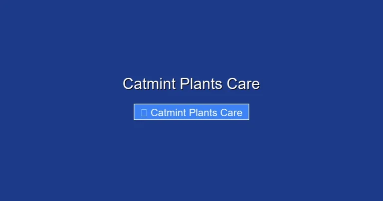 Catmint Plants Care