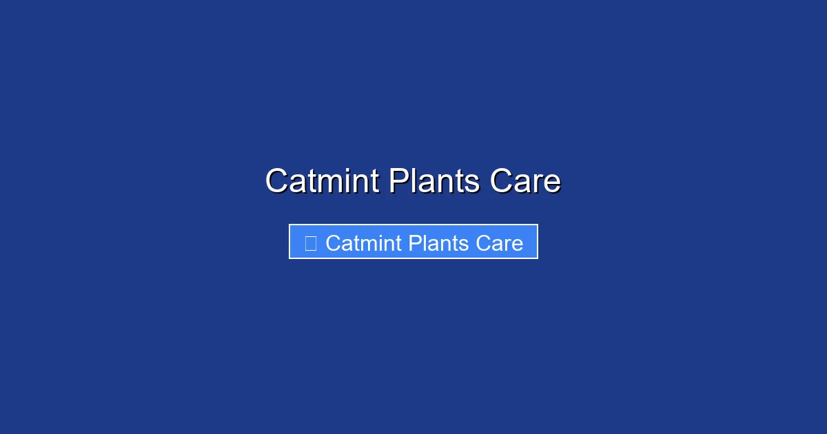 Catmint Plants Care