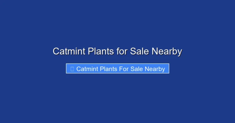 Catmint Plants for Sale Nearby
