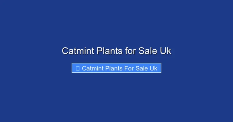 Catmint Plants for Sale Uk