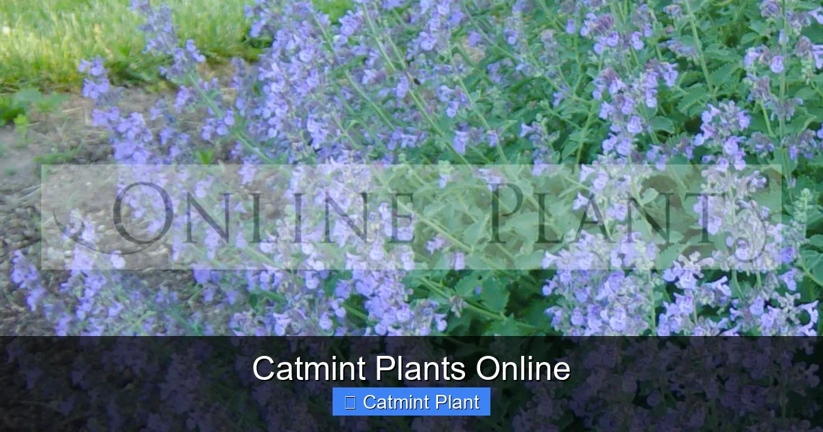 Catmint Plants Online