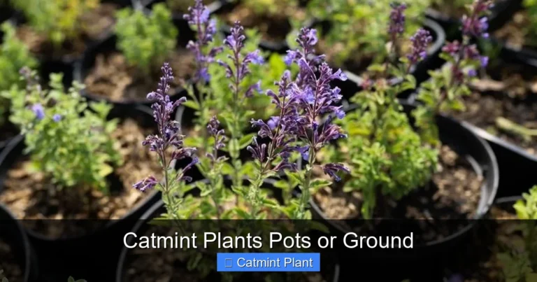 Catmint Plants Pots or Ground