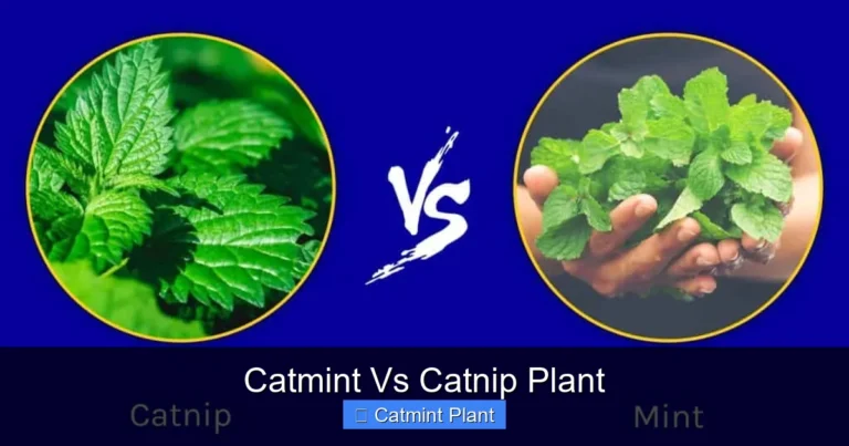 Catmint Vs Catnip Plant