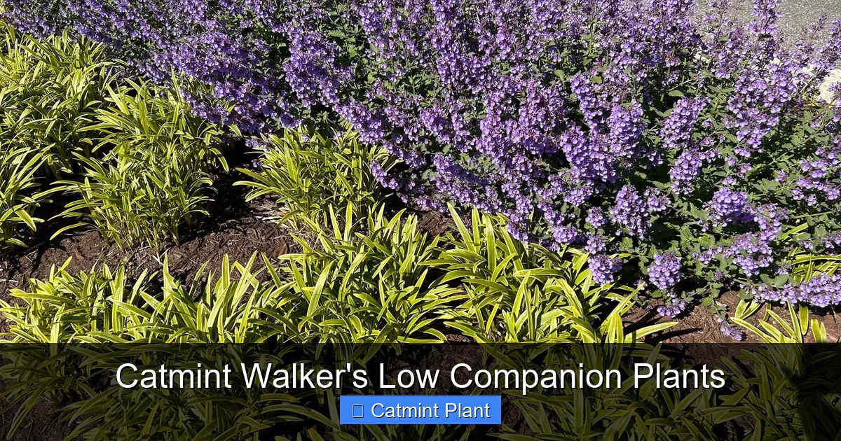 Catmint Walker's Low Companion Plants