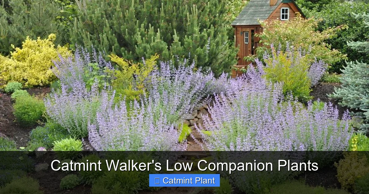 Catmint Walker's Low Companion Plants