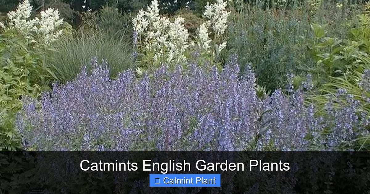 Catmints English Garden Plants