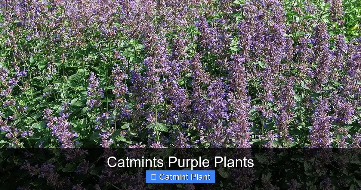 Catmints Purple Plants