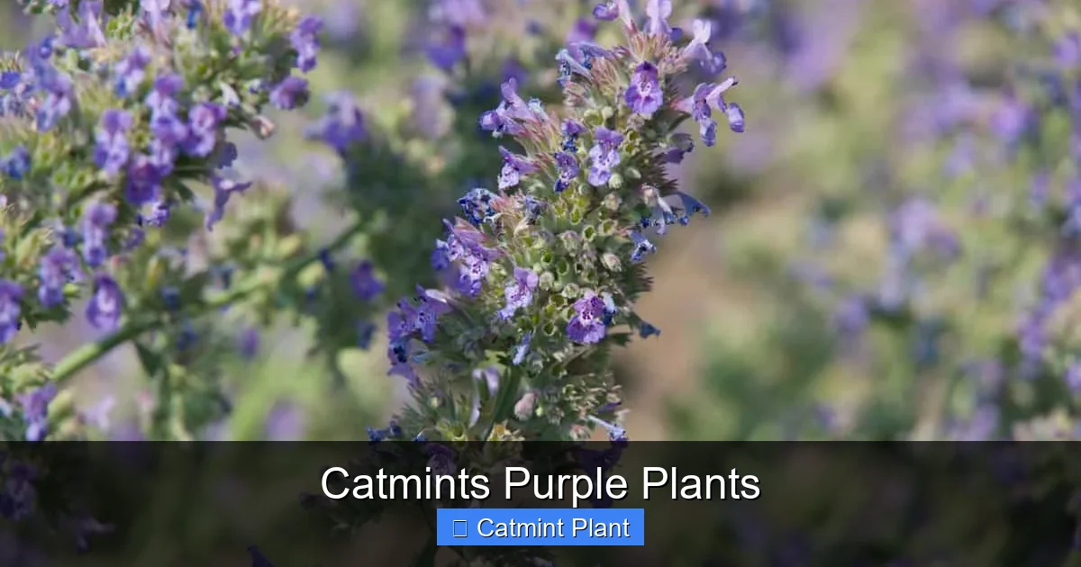 Catmints Purple Plants