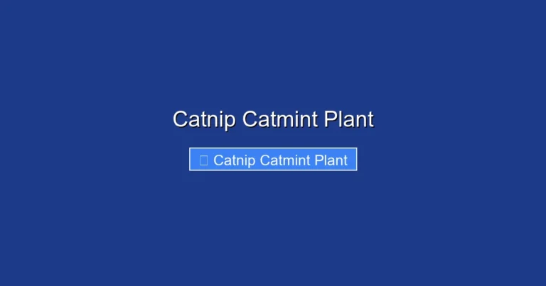 Catnip Catmint Plant